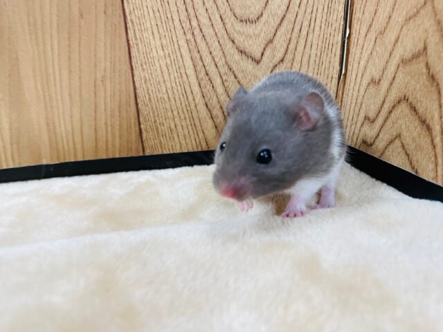 ゴールデンハムスター