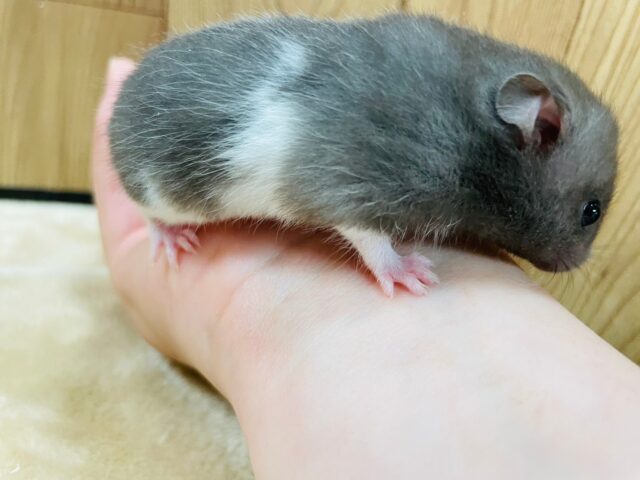 ゴールデンハムスター