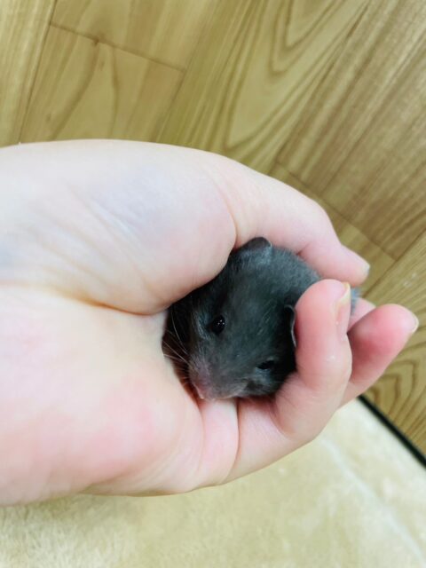 ゴールデンハムスター