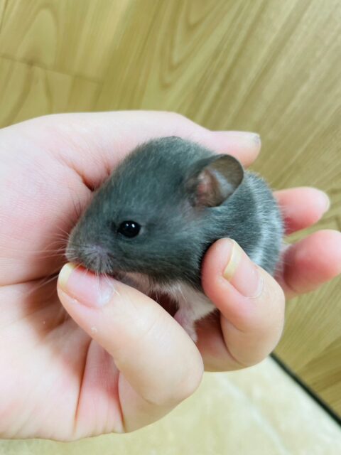 ゴールデンハムスター