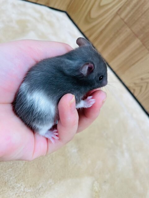 ゴールデンハムスター