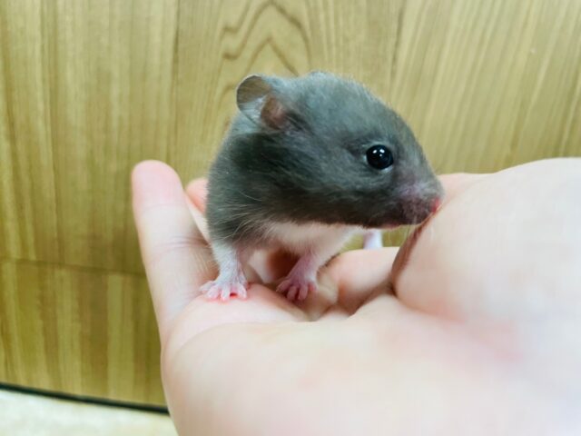 ゴールデンハムスター