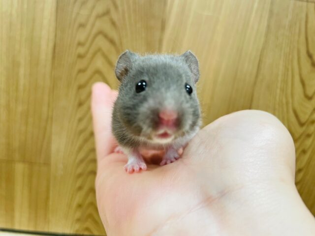 ゴールデンハムスター