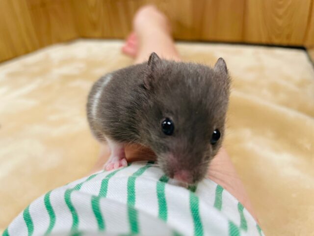 ゴールデンハムスター