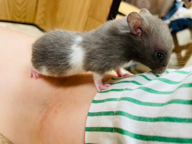 ゴールデンハムスター