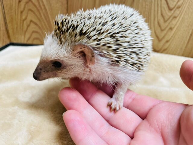 ハリネズミ（ヨツユビハリネズミ）