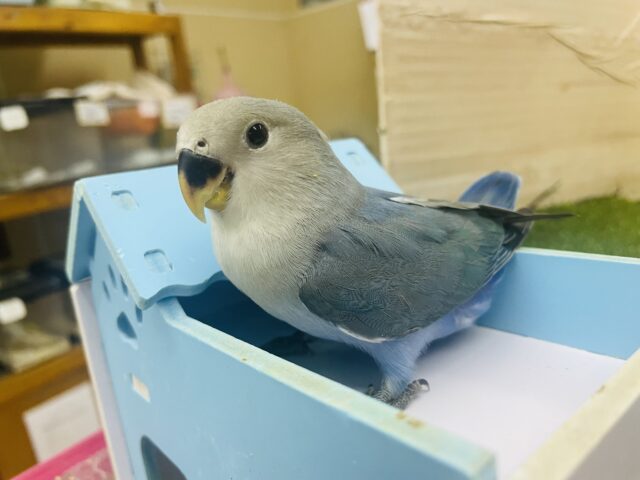 コザクラインコ（小桜インコ）