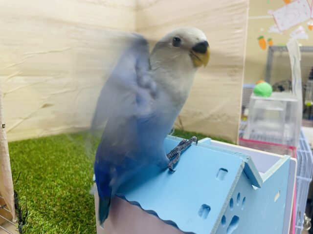 コザクラインコ（小桜インコ）