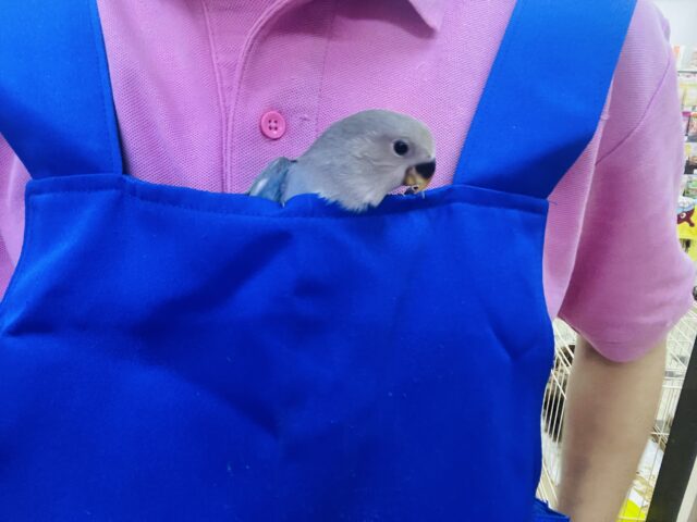 コザクラインコ（小桜インコ）