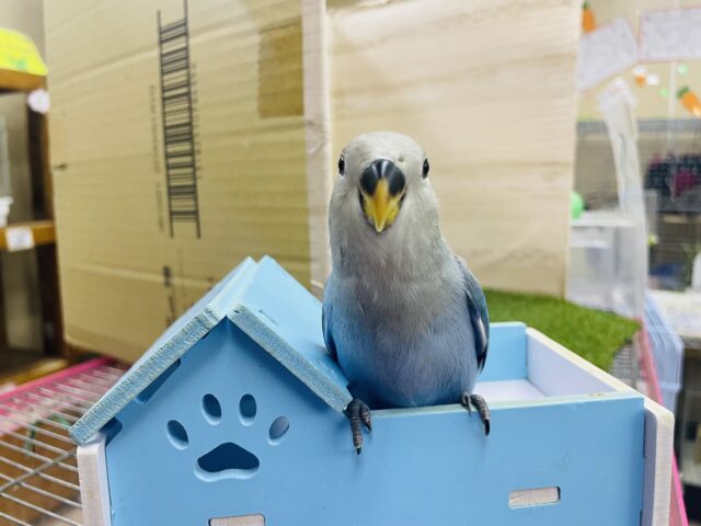 コザクラインコ（小桜インコ）