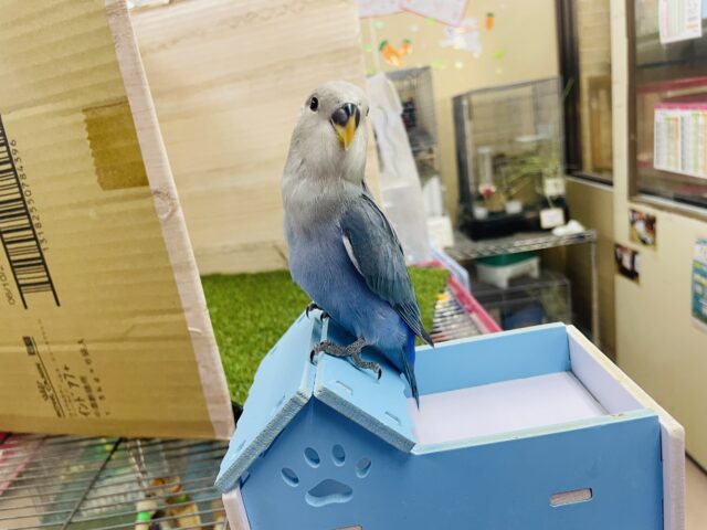 コザクラインコ（小桜インコ）