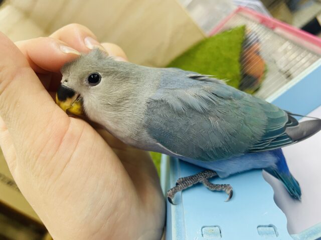 コザクラインコ（小桜インコ）