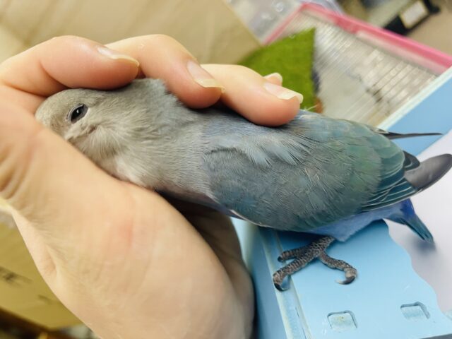 コザクラインコ（小桜インコ）