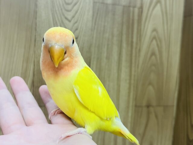 コザクラインコ（小桜インコ）