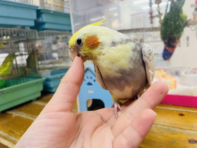 オカメインコ
