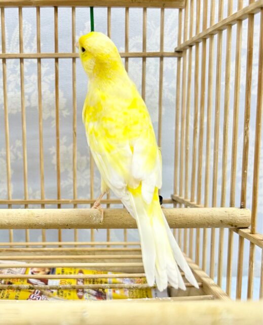 レモンカナリア