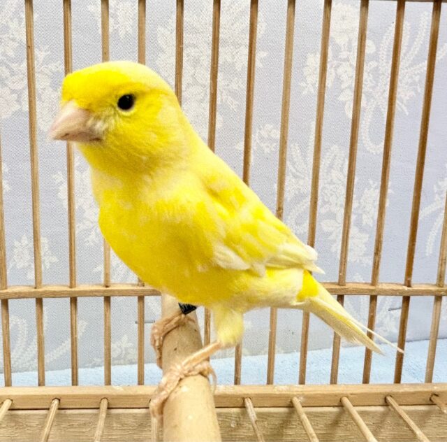 レモンカナリア