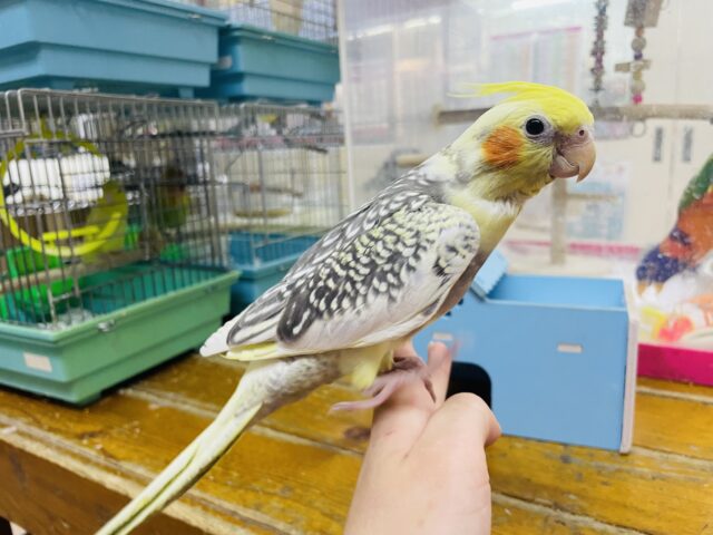 オカメインコ