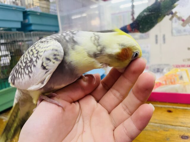オカメインコ