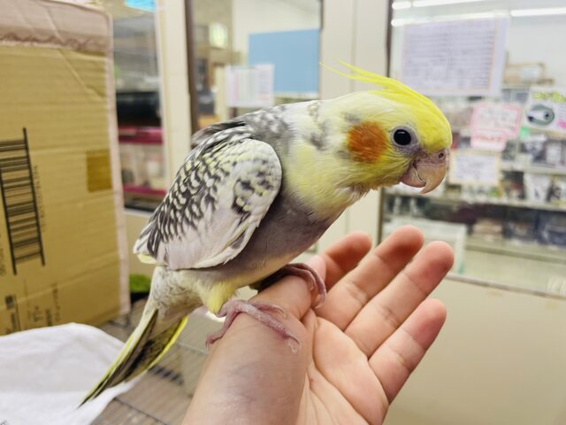 オカメインコ