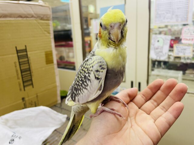 オカメインコ