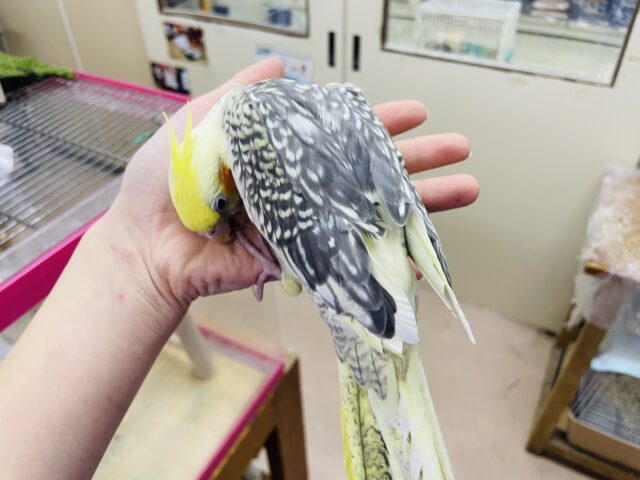オカメインコ