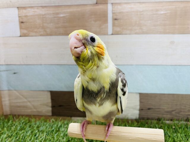 オカメインコ