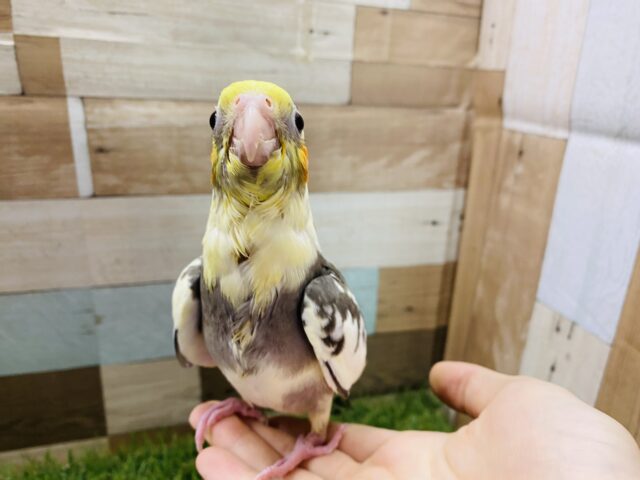 オカメインコ