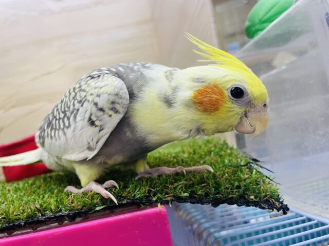 オカメインコ