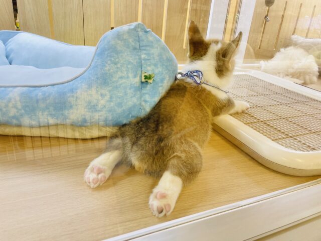 ウェルシュコーギー・ペンブローグ