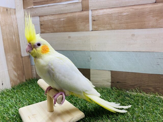 オカメインコ