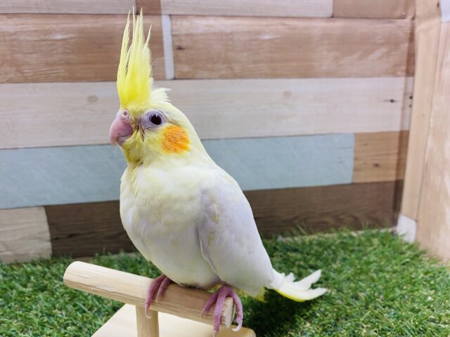 オカメインコ