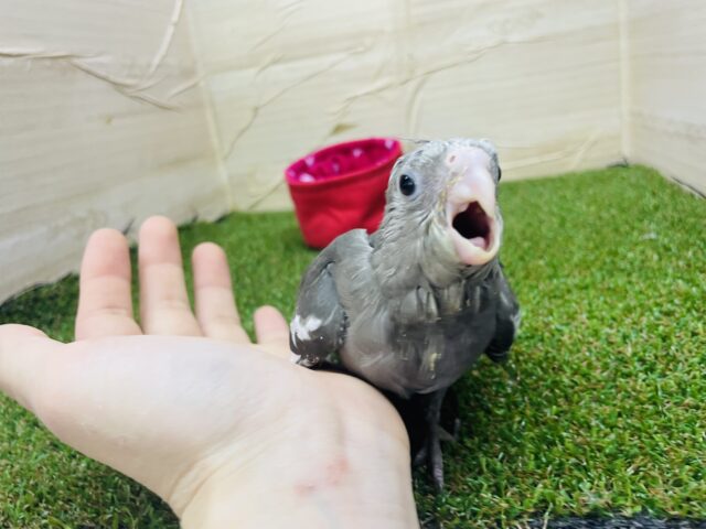 オカメインコ