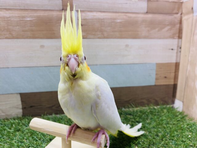 オカメインコ