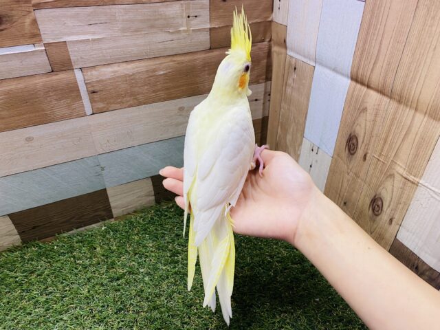 オカメインコ