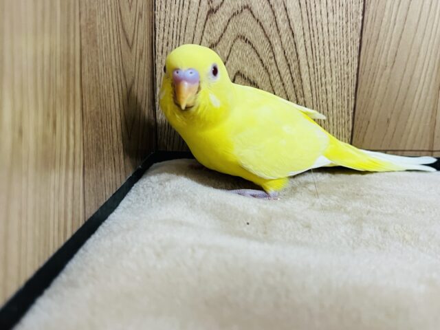 セキセイインコ