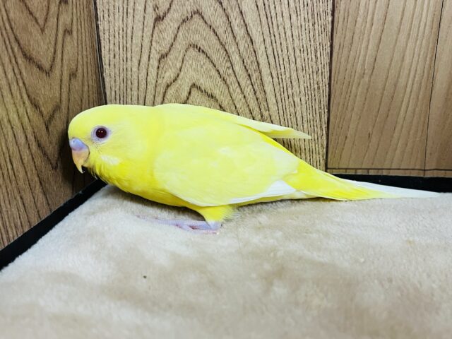 セキセイインコ