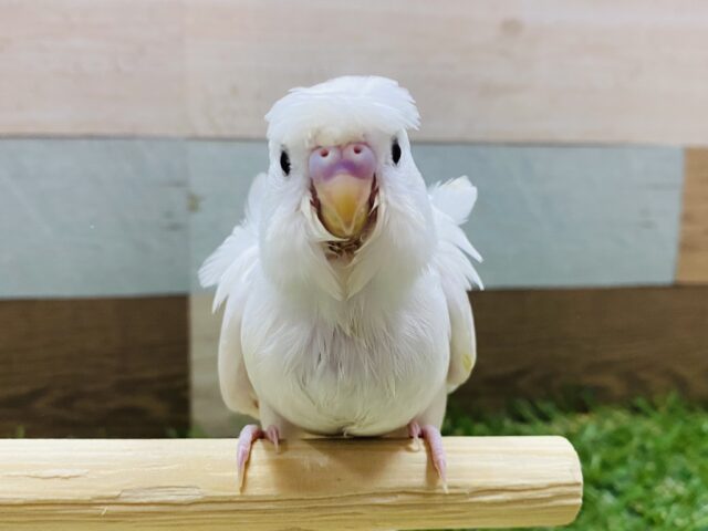 羽衣セキセイインコ