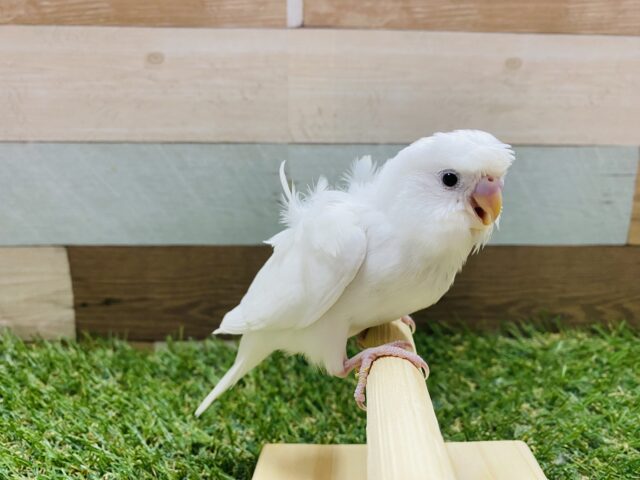 羽衣セキセイインコ