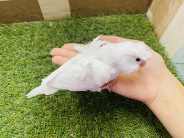 羽衣セキセイインコ