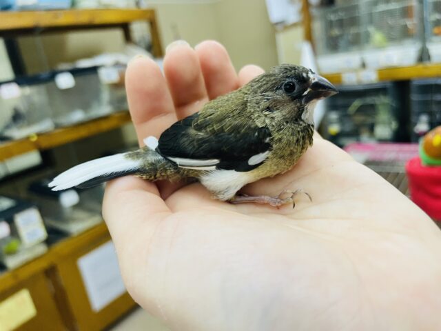 十姉妹（ジュウシマツ）