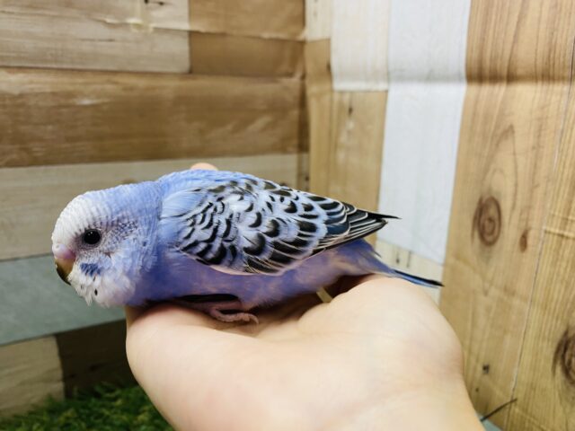 最新画像有り💕ヒナ餌卒業‼️チラッとカメラ目線が得意です✨ヒナヒナのセキセイインコオパーリン! セキセイインコ