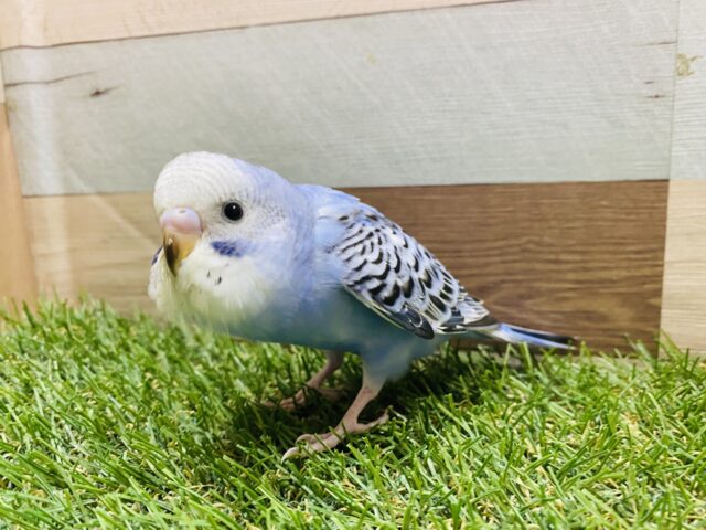 最新画像有り💕ヒナ餌卒業‼️チラッとカメラ目線が得意です✨ヒナヒナのセキセイインコオパーリン! セキセイインコ