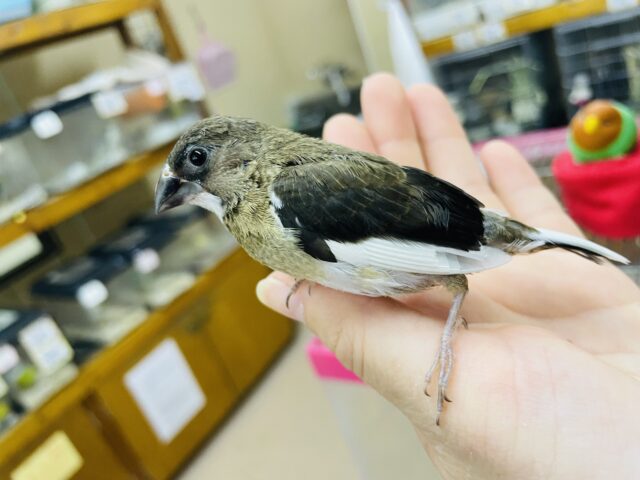 十姉妹（ジュウシマツ）