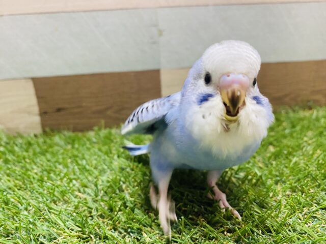 最新画像有り💕ヒナ餌卒業‼️チラッとカメラ目線が得意です✨ヒナヒナのセキセイインコオパーリン! セキセイインコ