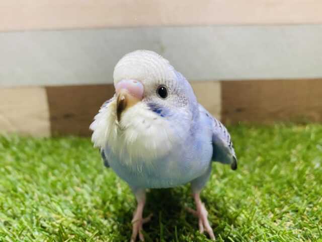 最新画像有り💕ヒナ餌卒業‼️チラッとカメラ目線が得意です✨ヒナヒナのセキセイインコオパーリン! セキセイインコ