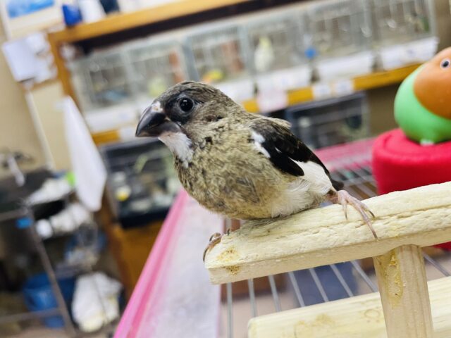 十姉妹（ジュウシマツ）