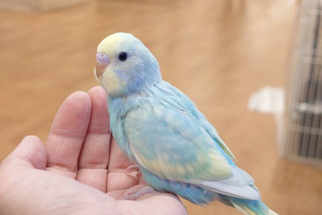 セキセイインコ