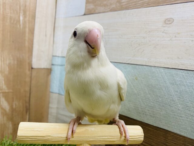 ラブバード❤️💚一人餌で安心です!コザクラインコフェア🎃 説明画像です