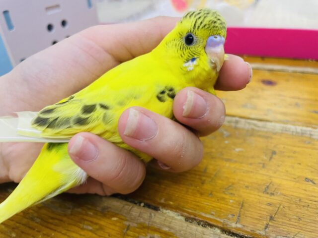 セキセイインコ